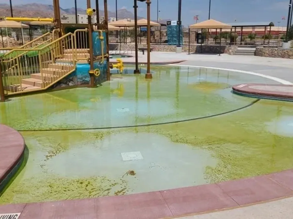 An empty pool with green algae and a hose inside.